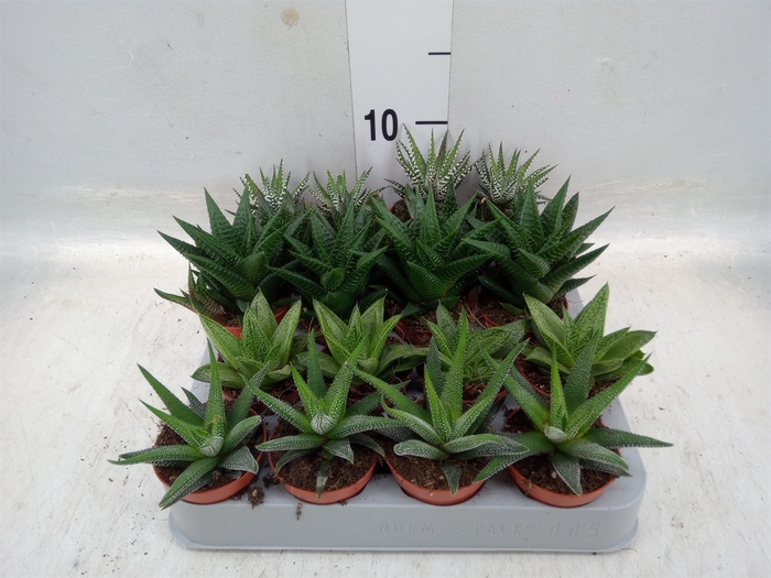 <h4>Aloe   ...mix</h4>