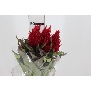 CELOSIA PLUMOSA CENTURY RED 050 CM