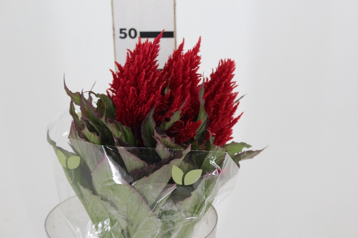 <h4>CELOSIA PLUMOSA CENTURY RED 050 CM</h4>