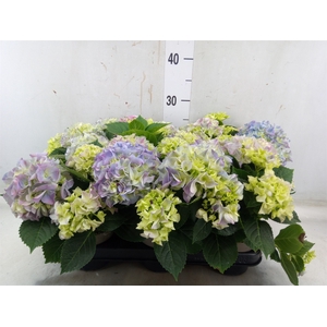 Hydrangea mac. 'Early'