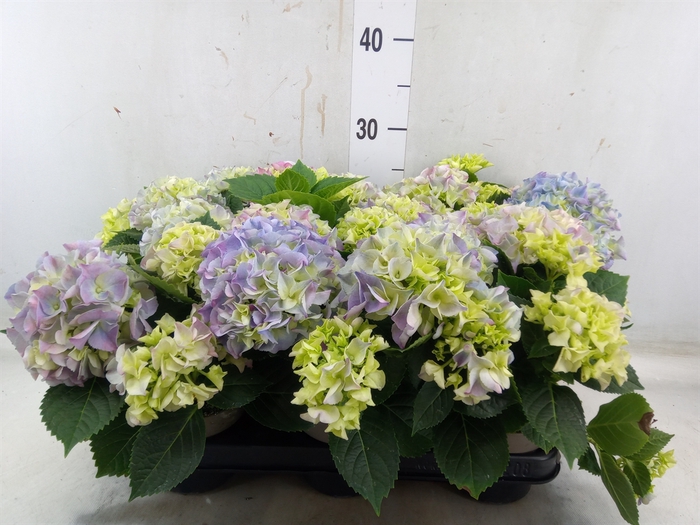 <h4>Hydrangea mac. 'Early'</h4>