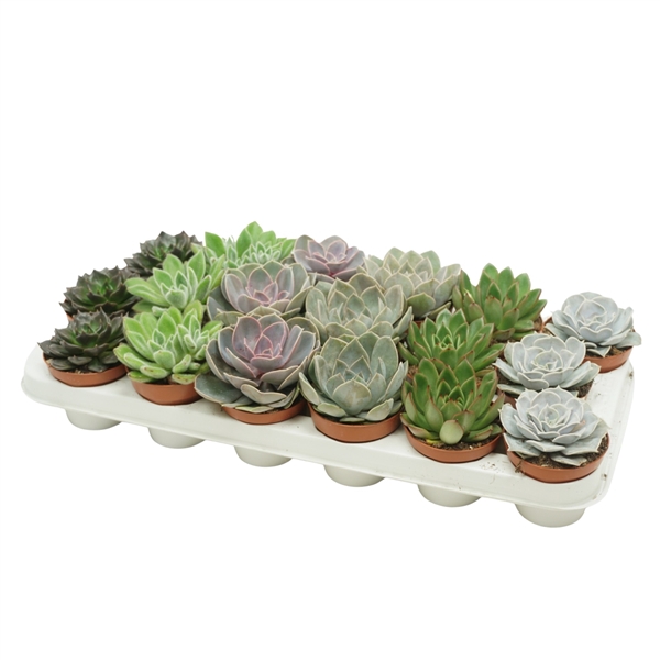 <h4>Echeveria mix 8,5 cm</h4>