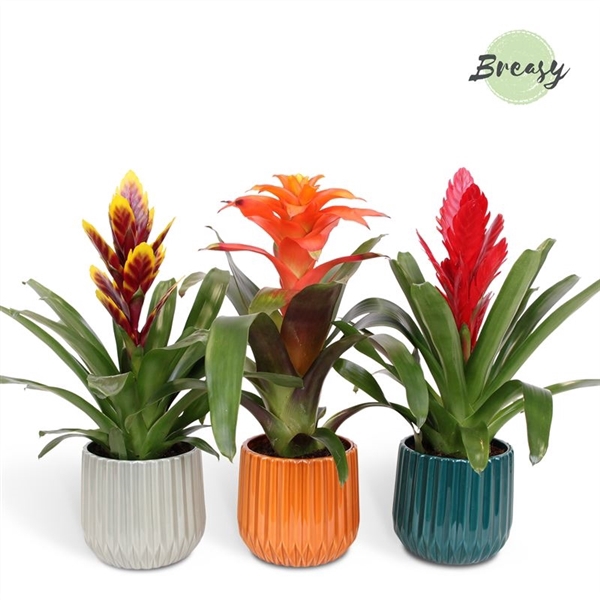 <h4>Bromelia Stylish - 12cm in Milaan | Mimesis</h4>