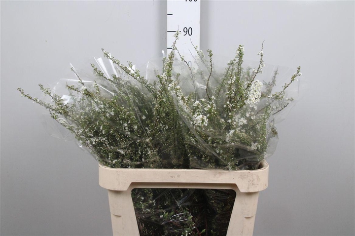 <h4>Spirea C Grefsheim</h4>
