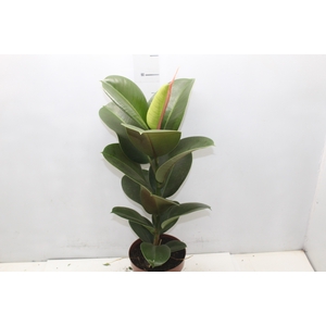 FICUS ELASTICA CLOE P17
