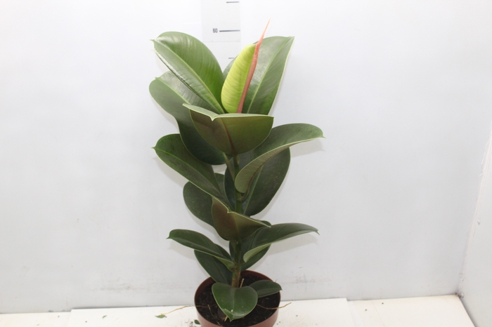 <h4>FICUS ELASTICA CLOE P17</h4>