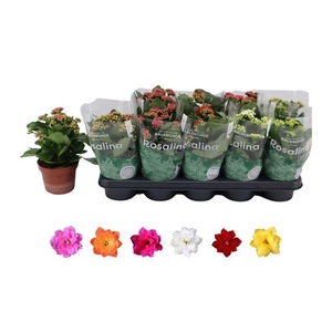 KALAN CALAN MIX ROSALINA P12