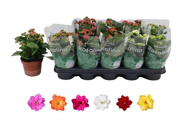 <h4>KALAN CALAN MIX ROSALINA P12</h4>