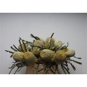Banksia Speciosa
