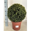 Buxu Sempervirens