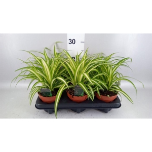 Chlorophytum com. 'Variegatum'