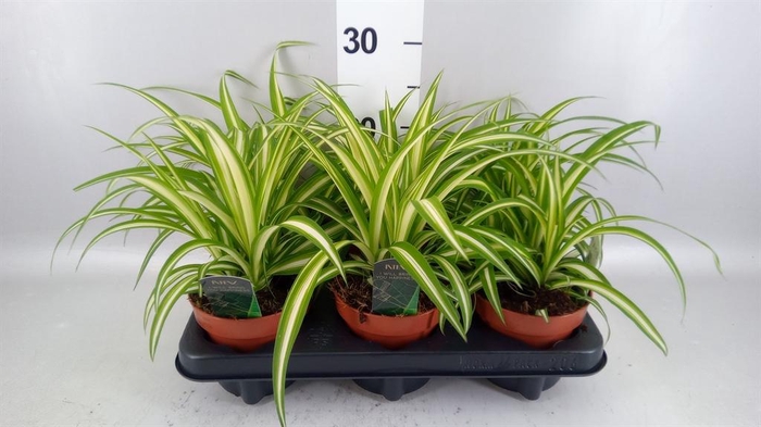 <h4>Chlorophytum com. 'Variegatum'</h4>