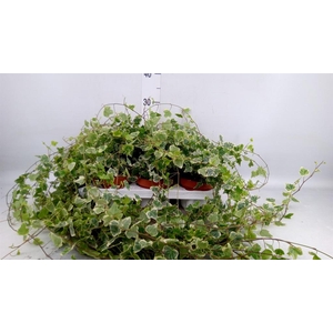 Hedera helix 'White Wonder'