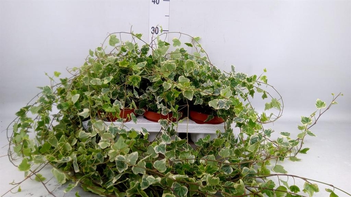 <h4>Hedera helix 'White Wonder'</h4>