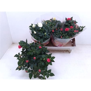 Ro Fav Ro Gem 3 Srt Schaal