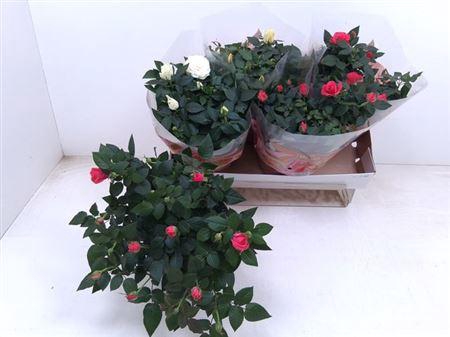 <h4>Ro Fav Ro Gem 3 Srt Schaal</h4>