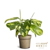 CALATHEA SPECIES p11 Golden Mosaik