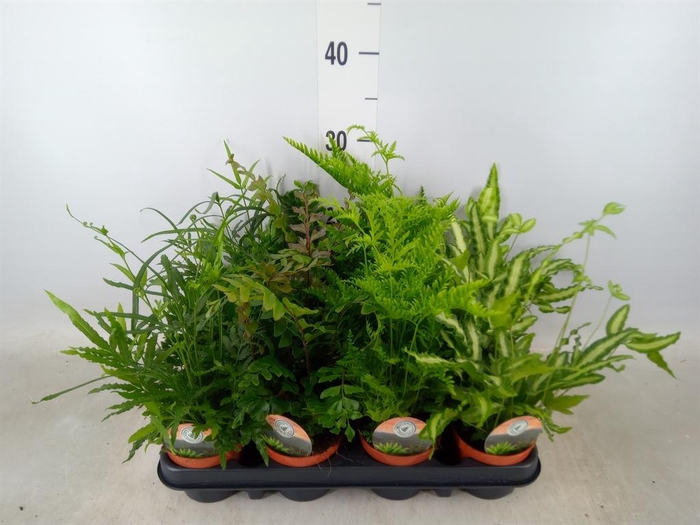 <h4>Ferns   ...mix</h4>