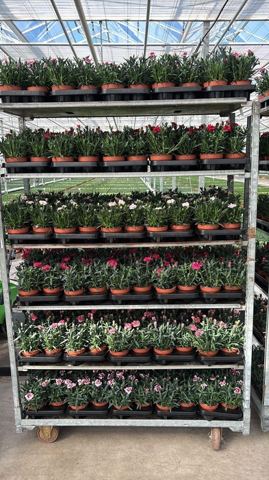 <h4>DIAN OSC GEM</h4>