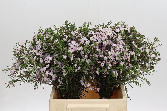 <h4>Chamelaucium Dancing Queen</h4>