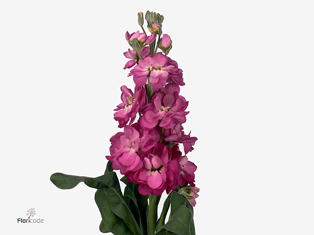 MATTH AIDA CHERRYBLO