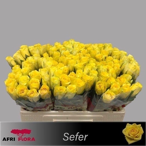R GR SEFER