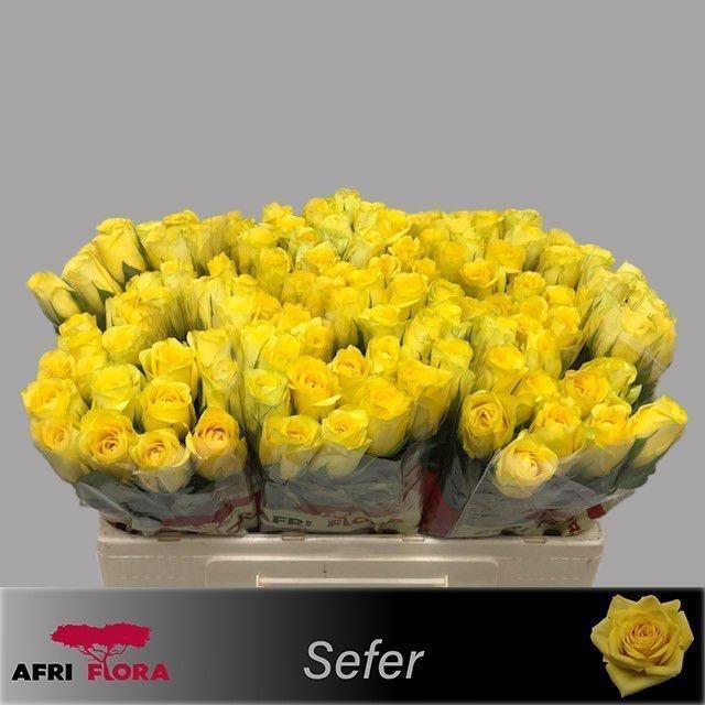 <h4>R GR SEFER</h4>