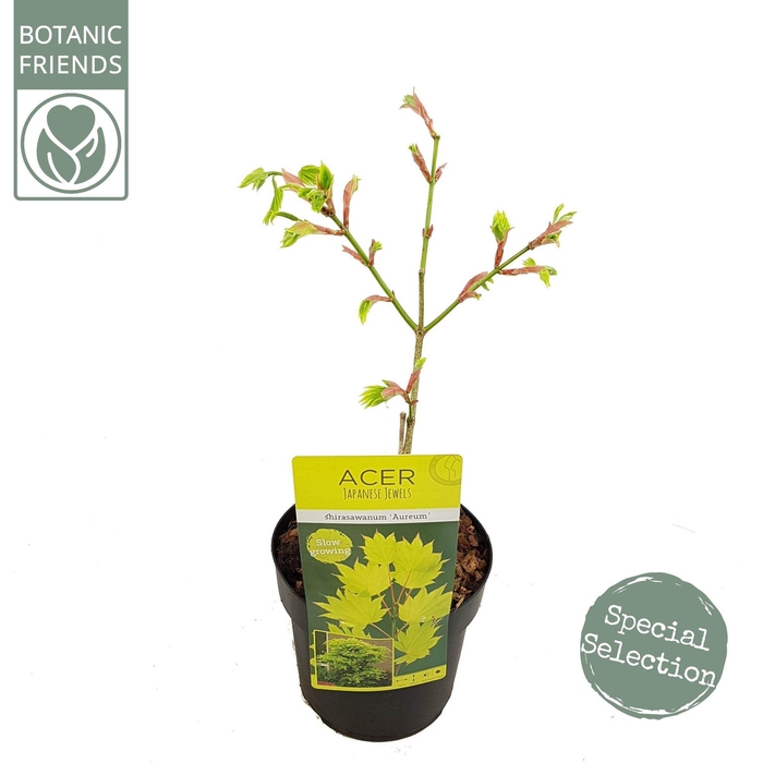 <h4>Acer shirasawanum 'Aureum'</h4>