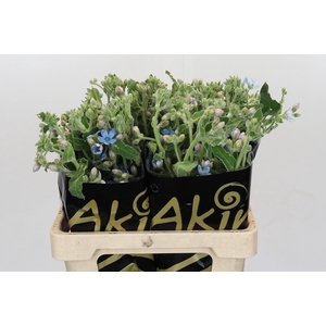 Oxypetalum Bridal Victoria