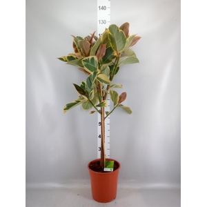 Ficus   ...