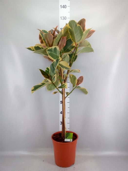 <h4>Ficus   ...</h4>