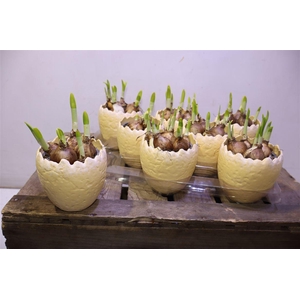 arr8 Arr N Tete A Tete In 1/2 Ei Keramiek