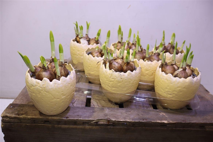 <h4>arr8 Arr N Tete A Tete In 1/2 Ei Keramiek</h4>