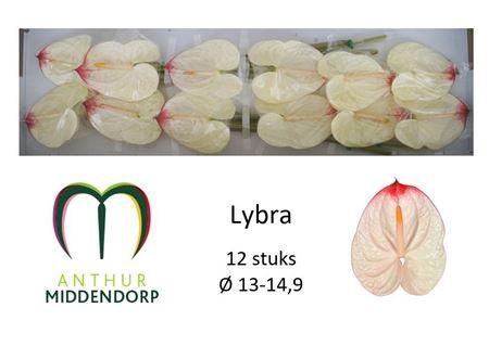 <h4>Anth A Lybra</h4>