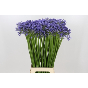 Agapanthus Suzan