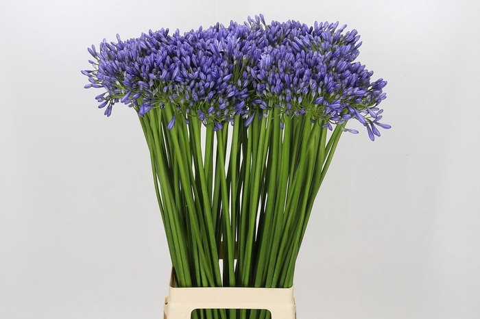 <h4>Agapanthus Suzan</h4>
