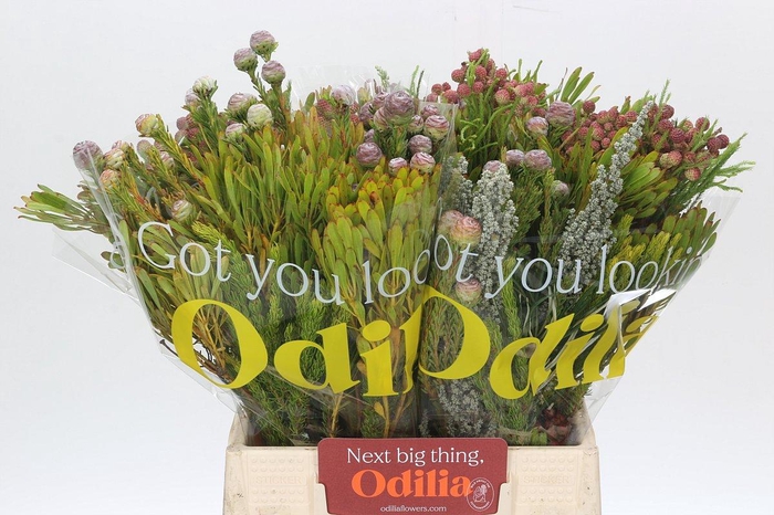 <h4>BQ Cape Greenmix</h4>