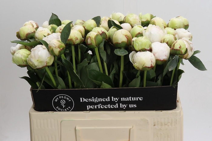 <h4>Paeonia Bowl Of Cream</h4>