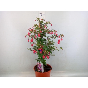 Fuchsia   ...