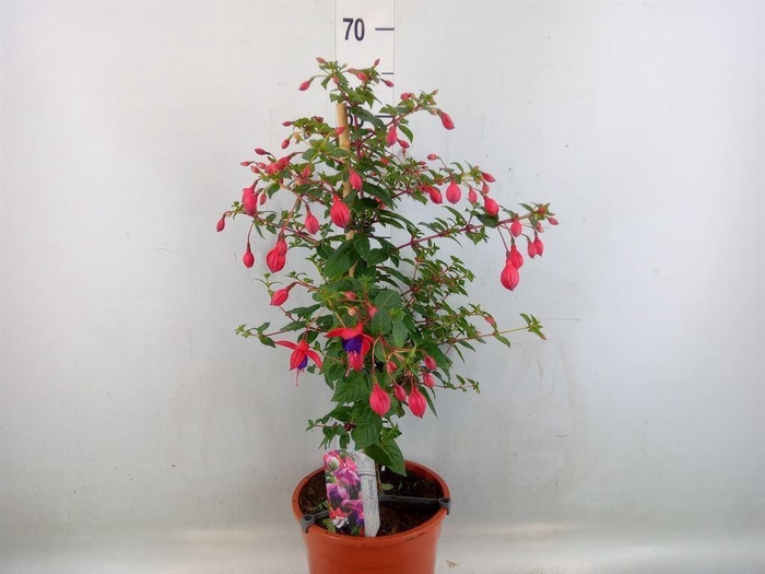 <h4>Fuchsia   ...</h4>