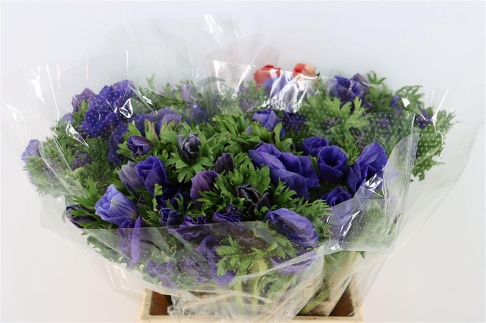 <h4>Anem Marianne Blue</h4>