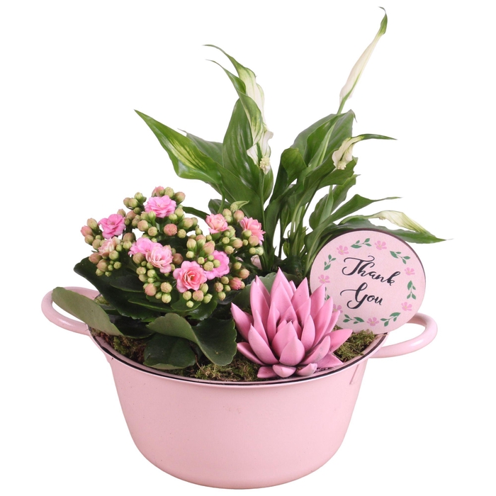 <h4>Mothersday Arr. Indoor Zinc Bowl With Handles Pink Ø22cm 3PP</h4>