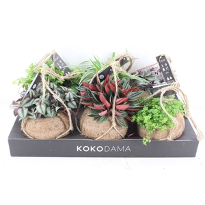 arr3 Kokoplant - Smit collection mix x6
