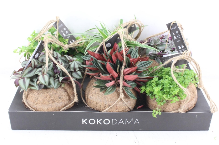 <h4>arr3 Kokoplant - Smit collection mix x6</h4>