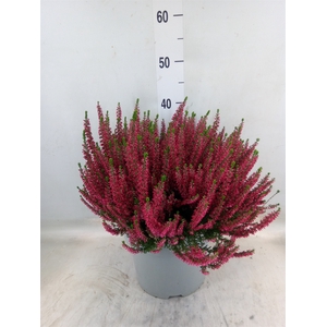 Calluna vulg. 'Beauty L Selly'