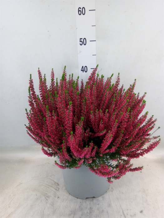 <h4>Calluna vulg. 'Beauty L Selly'</h4>