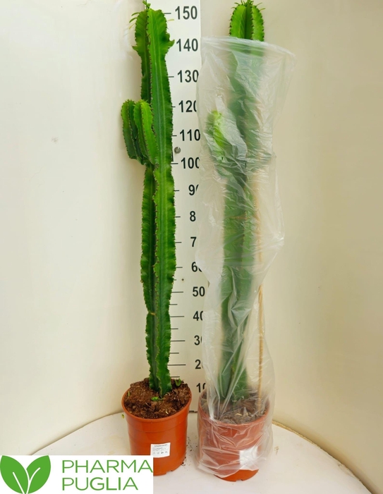 EUPHOR CANDELABRUM