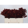 Kangaroo Paw Red Velvet