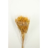 Dried Umbr. Plant Yellow Bunch