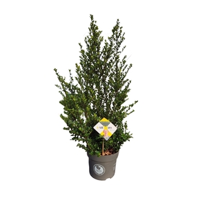 Ilex crenata Dark Green, P26, Struik 60-80cm